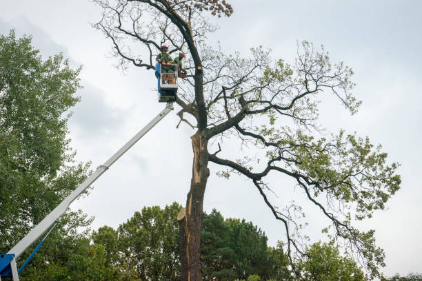 How Our Tree Care Process Works  in  Niwot, CO