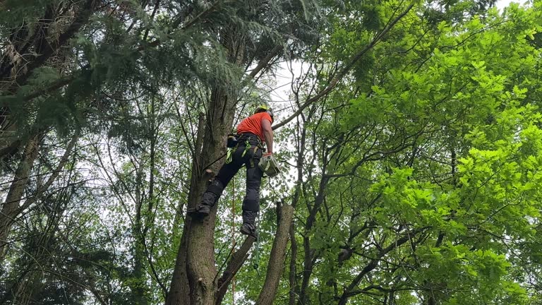 Leaf Removal