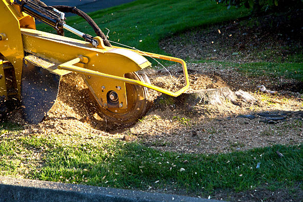 Trusted Niwot, CO Tree Removal Experts