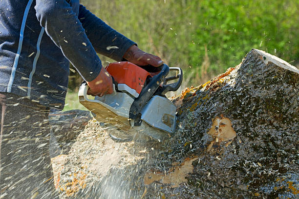 Best Leaf Removal  in Niwot, CO