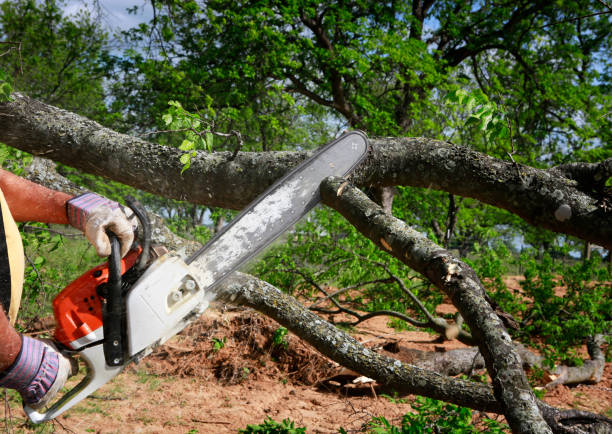 Best Hazardous Tree Removal  in Niwot, CO