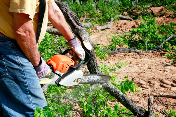 Tree and Shrub Care in Niwot, CO